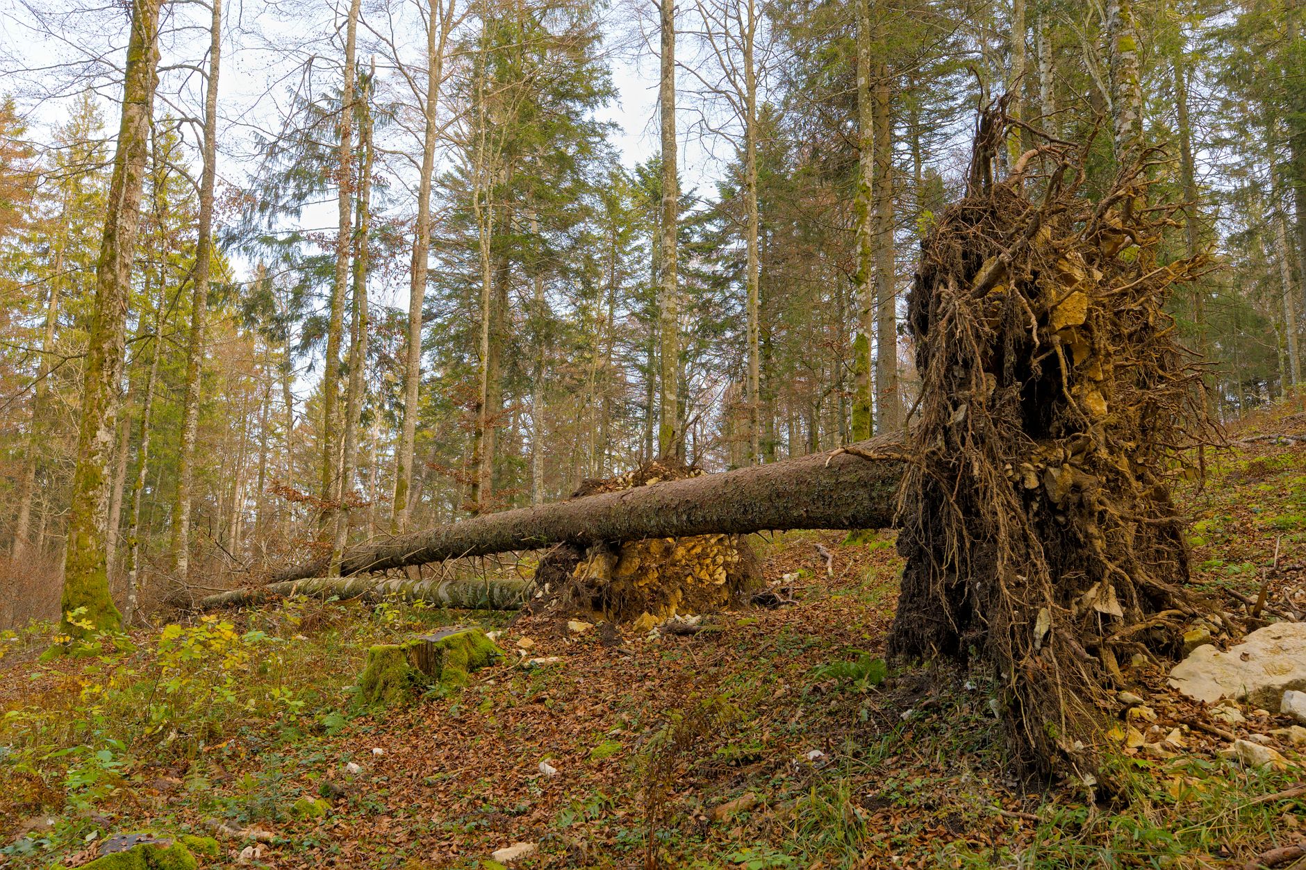Enlèvement arbre urgence à Quimper